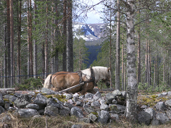 Häst