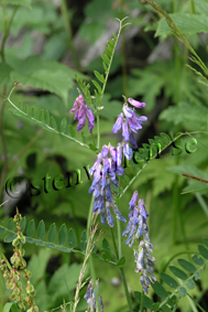 Blomster på Stenvallen